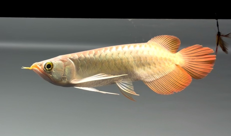 26cm白玉紅龍魚小魚:26厘米的白玉紅龍魚 26cm白玉紅龍魚小魚:26厘米的白玉紅龍魚